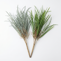 Image-product